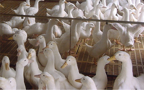 Kỹ thuật nuôi ngan