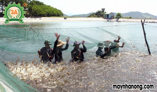 Kỹ thuật nuôi tôm sú