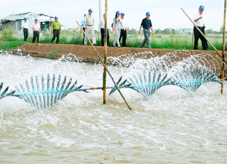 Kỹ thuật nuôi tôm thẻ chân trắng