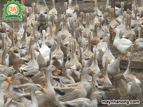 Kỹ thuật nuôi vịt đẻ siêu trứng