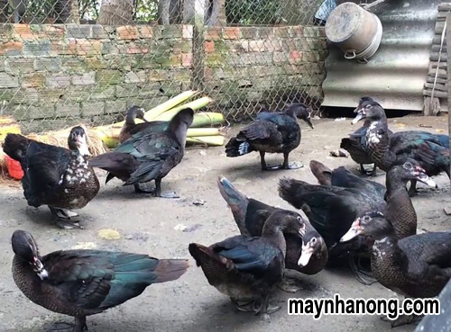 Kỹ thuật nuôi vịt xiêm