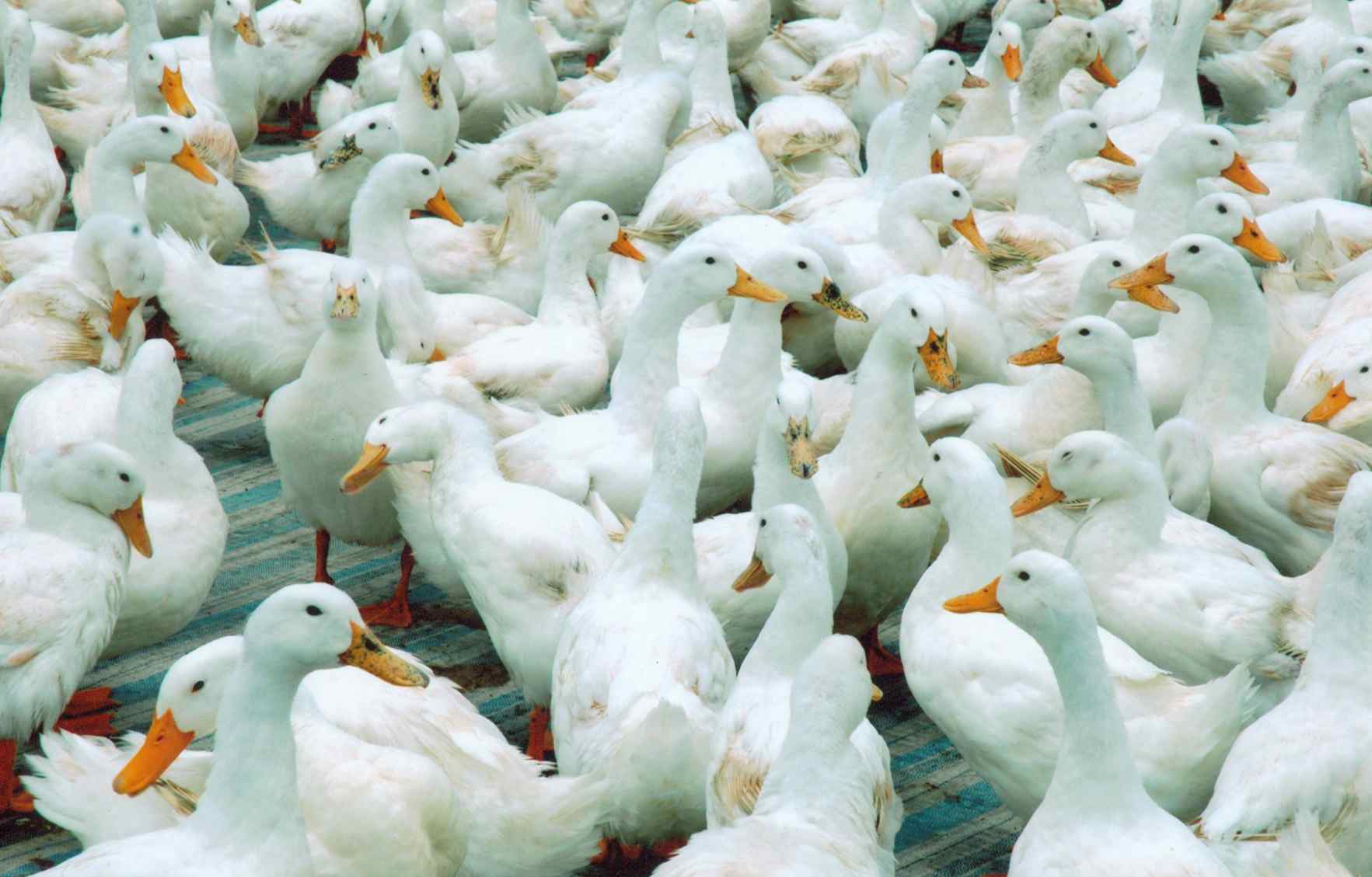 Kỹ thuật nuôi vịt siêu thịt