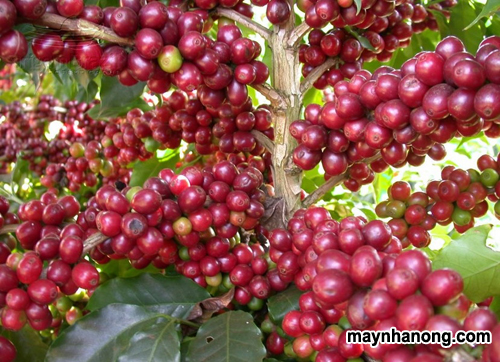 Kỹ thuật thu hoạch – Chế biến – Bảo quản cà phê