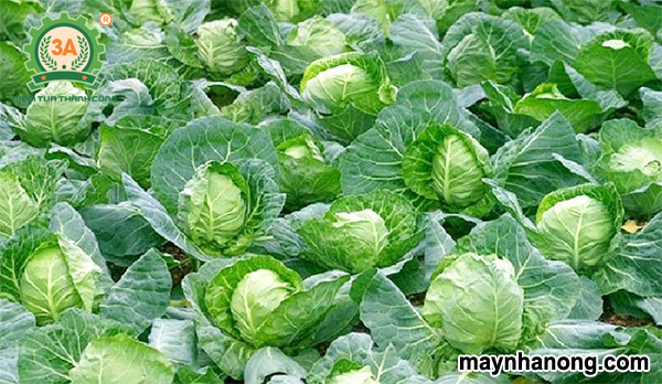 Kỹ thuật trồng bắp cải