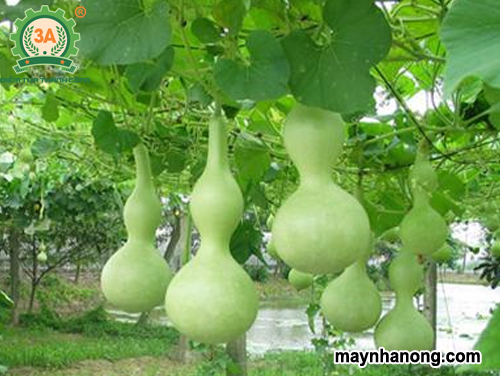 Kỹ thuật trồng bầu hồ lô
