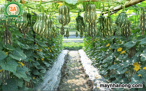Kỹ thuật trồng bí đỏ