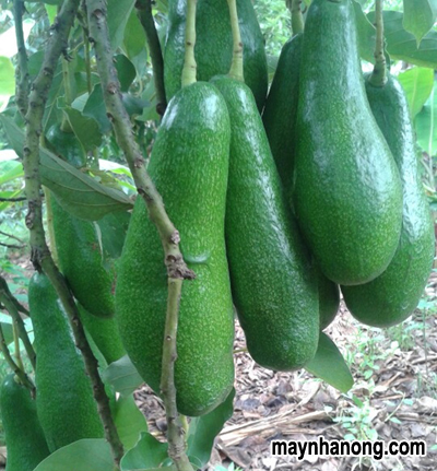 Kỹ thuật trồng cây bơ cho sai quả