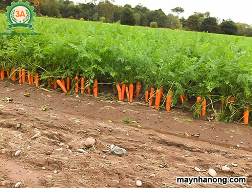 Kỹ thuật trồng cây cà rốt