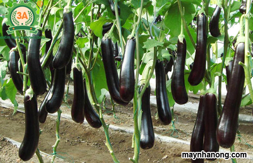 Kỹ thuật trồng chăm sóc cây cà tím