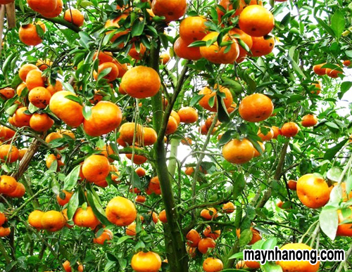 Kỹ thuật trồng cây cam