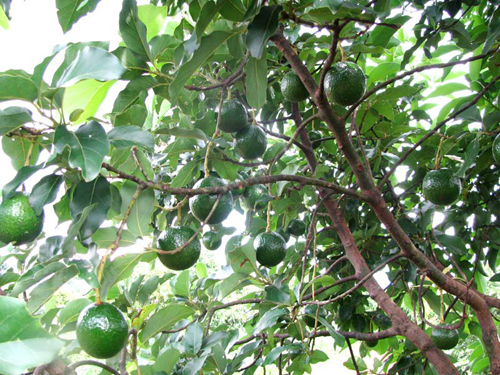 Kỹ thuật trồng cây bơ