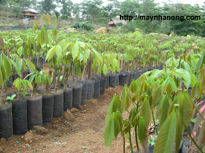 Kỹ thuật trồng cây cao su