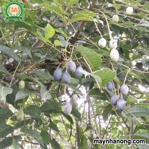 Kỹ thuật trồng cây trám đen