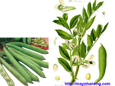 Kỹ thuật trồng cây Đậu tằm làm thức ăn