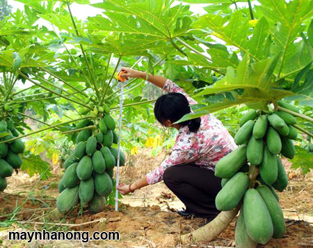 Kỹ thuật trồng cây đu đủ