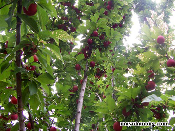 Kỹ thuật trồng cây mận