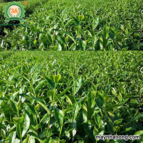 Kỹ thuật trồng chè xanh
