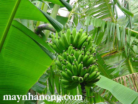 Kỹ thuật trồng và chăm sóc cây chuối