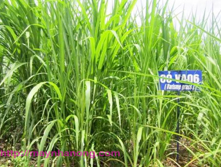 Kỹ thuật trồng cỏ VA06 làm thức ăn chăn nuôi trâu, bò