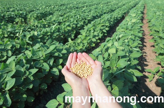 Kỹ thuật trồng và chăm sóc đậu tương