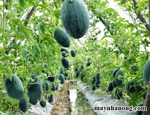 Kỹ thuật trồng dưa hấu leo giàn