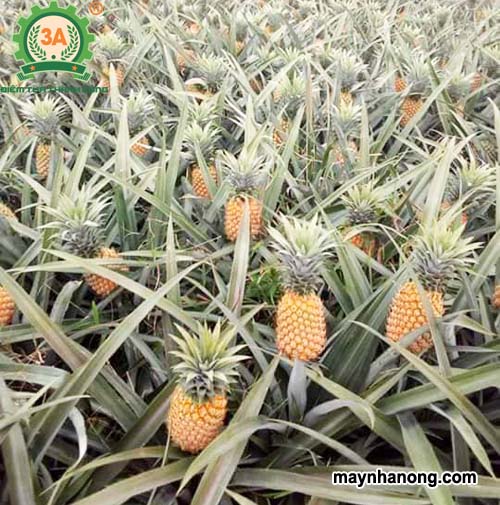 Kỹ thuật trồng dứa thơm