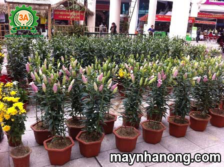 Kỹ thuật trồng hoa Ly trong chậu cho năng suất cao