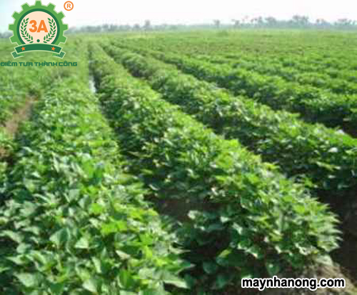 Kỹ thuật trồng khoai lang