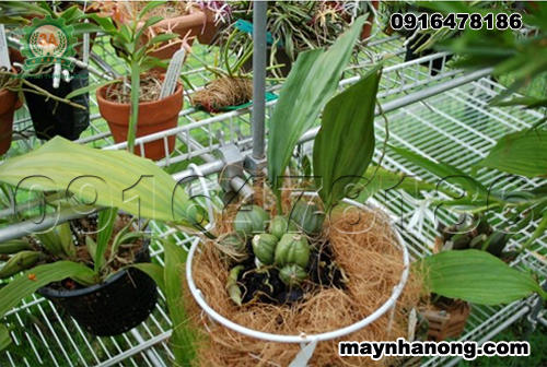 Cách trồng lan bằng giá thể xơ dừa