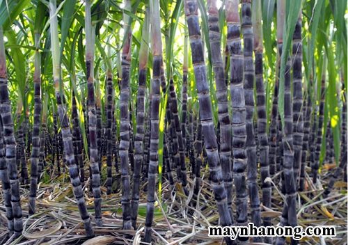 Kỹ thuật trồng mía tím