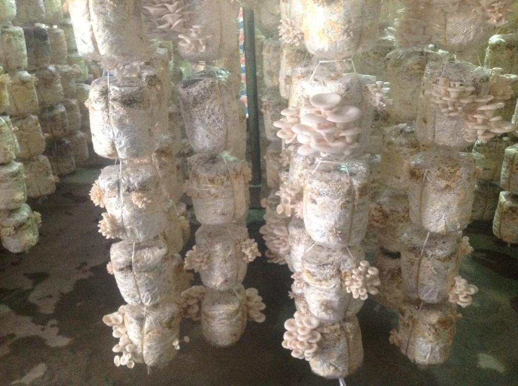Kỹ thuật trồng nấm sò