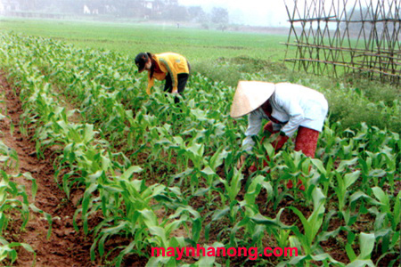 Kỹ thuật trồng Ngô lai