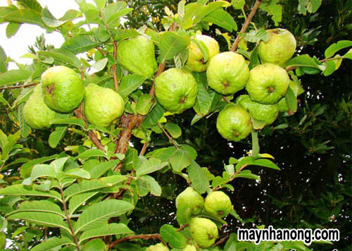 Kỹ thuật trồng ổi lê