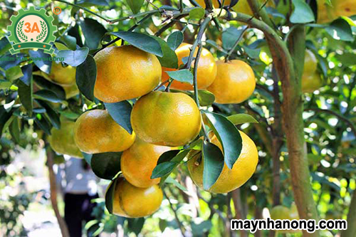Kỹ thuật trồng quýt đường