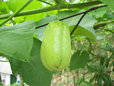 Kỹ thuật trồng su su