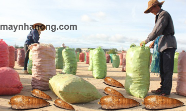 Kỹ thuật trồng, thu hoạch và bảo quản sắn