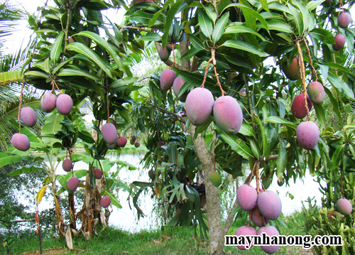 Kỹ thuật trồng cây xoài Úc