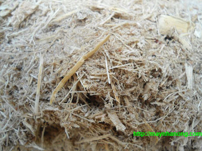 Kỹ thuật ủ bã mía làm thức ăn cho trâu bò