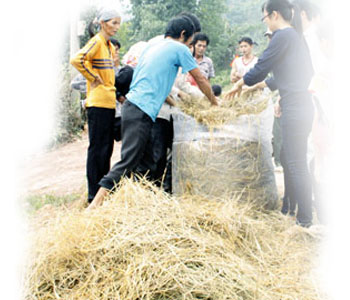 Kỹ thuật ủ rơm làm thức ăn cho trâu bò
