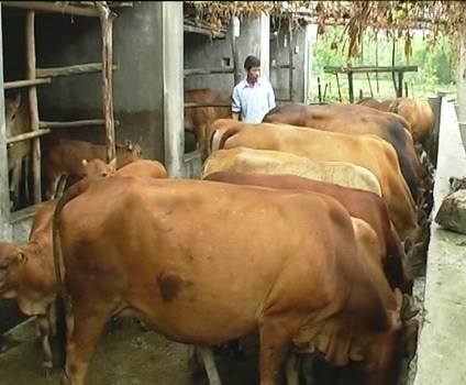 Kỹ thuật vỗ béo bò thịt