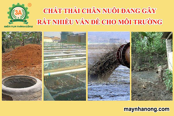 Cách xử lý chất thải chăn nuôi không mùi hôi