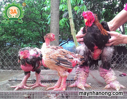 Mô hình nuôi gà Đông Tảo