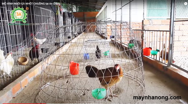 Mô hình nuôi gà sạch nhốt chuồng