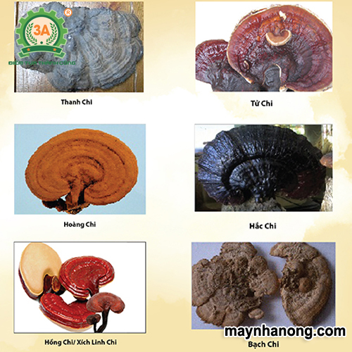 Nấm linh chi chữa bệnh gì