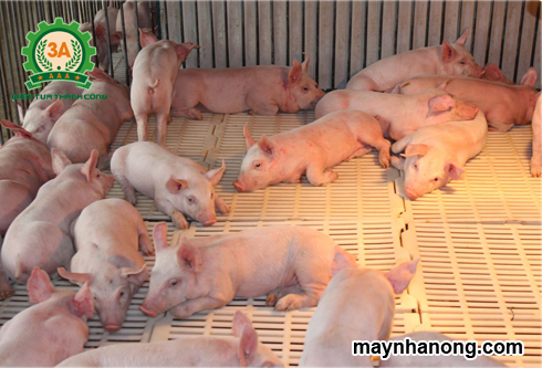 Nhu cầu dinh dưỡng của lợn con và những vấn đề cần lưu ý