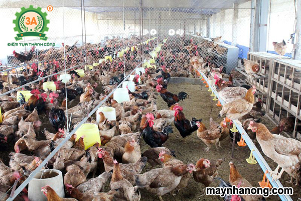 Xử lý chất thải trong chăn nuôi gà