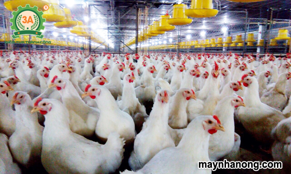 Kỹ thuật nuôi gà thịt nhốt chuồng