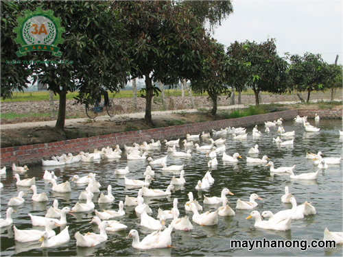 Máy băm nghiền đa năng 3A2,2Kw (phễu tròn) – Sự lựa chọn của chàng kỹ sư trẻ bỏ nghề sang chăn nuôi