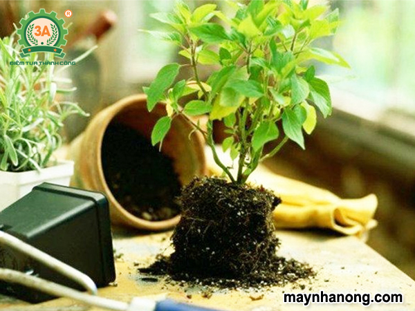 Phân vi sinh bón cây cảnh