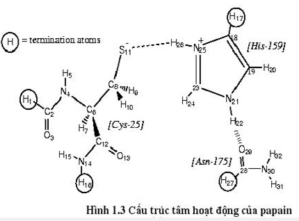 Sản xuất Enzyme Papain